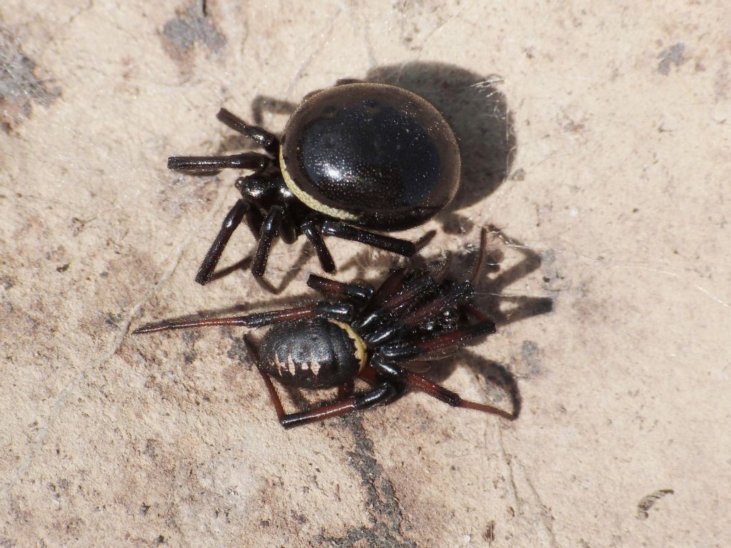 Steatoda paykulliana - Creta meridionale